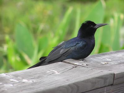 Grackle