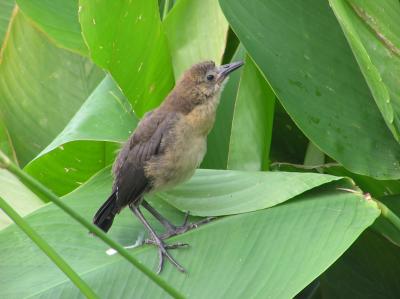 Unidentified Birds