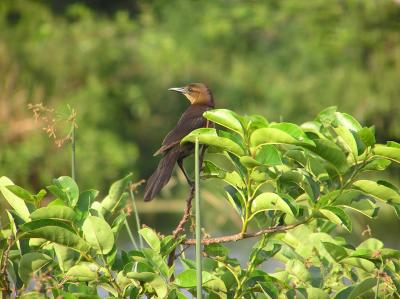 Grackle