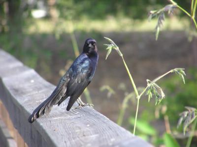 Grackle