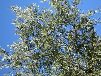 Olive_tree.jpg