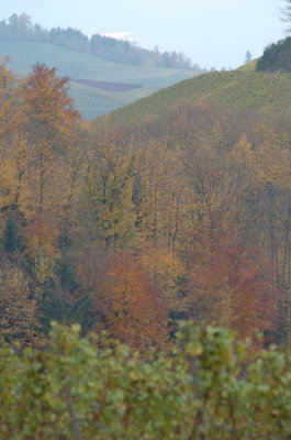 DSC_0049a.jpg