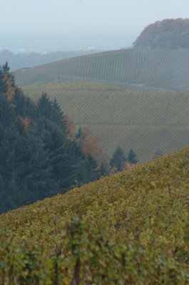 DSC_0054a.jpg
