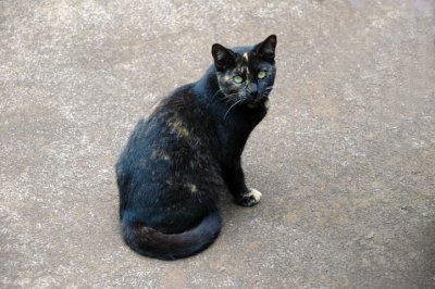 Scotchpaw