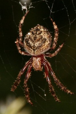 Spider S003.jpg