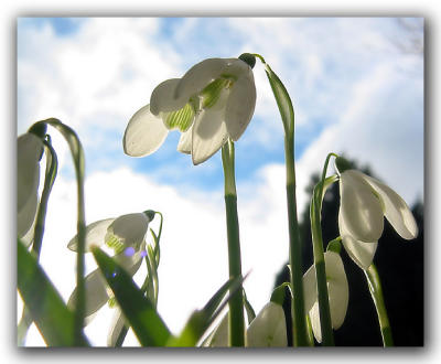 Snowdrops