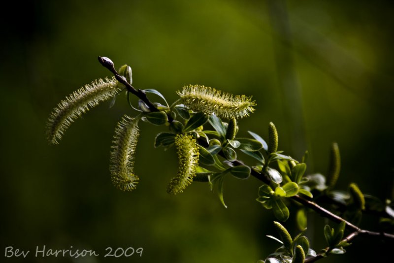 catkins