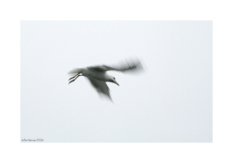 seagull......