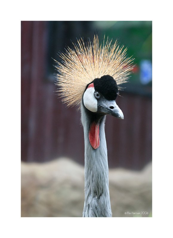 a crested crane.......i think!!
