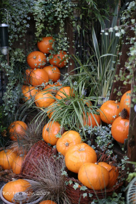 pumpkins galore!!