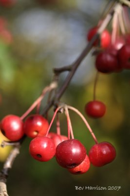 berries