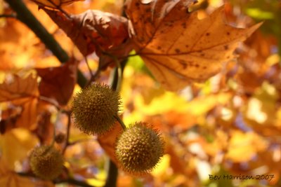 prickly balls!!