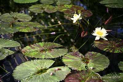 lillies