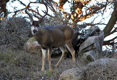 Black Tail Buck