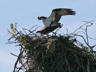 Ospreys