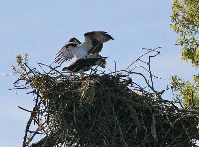 Ospreys