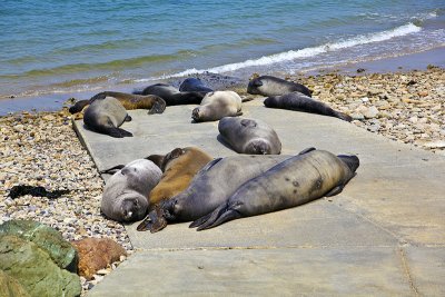 Point Reyes Sea Lions just had a nice seafood lunch and it's nap time.