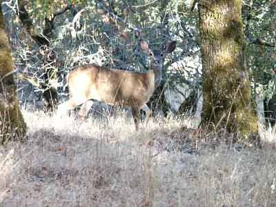 Blacktail Deer