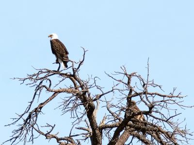 Arizona Bald Eagle