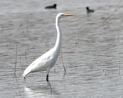 Egret