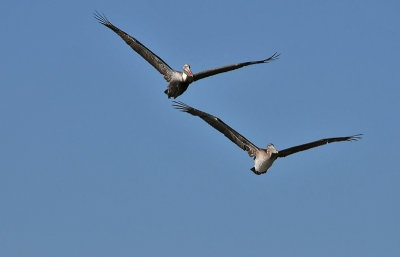 Brown Pelicans in V Formation