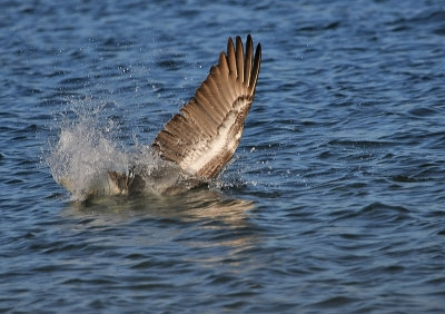 Brown Pelican Diving for Lunch