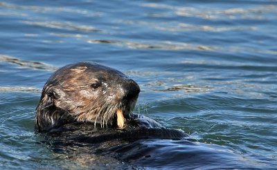 Sea Otter Dining