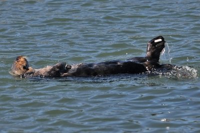 Sea Otter with tag