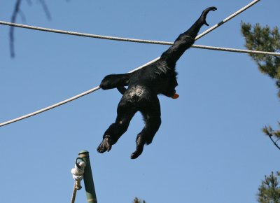 Flying Chimp