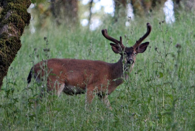 Velvet Buck