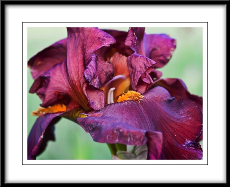 may 27 more iris