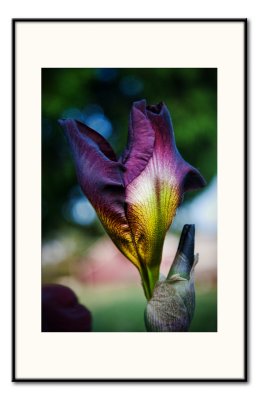 may 23 first irises