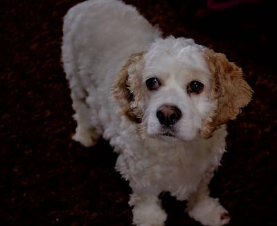 g3/25/544525/3/52850252.nov27frankie.jpg