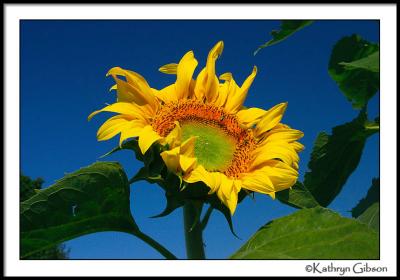 Aug 2 more sunflower
