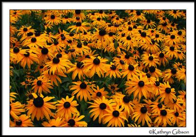 july 28 lotsa daisies
