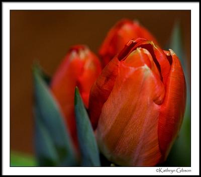 jan 20 tulips