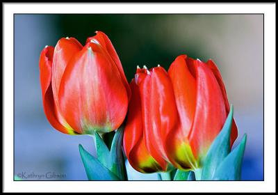 jan 21 three tulips forced