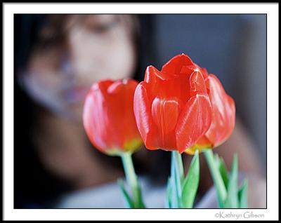 jan 23 tulips