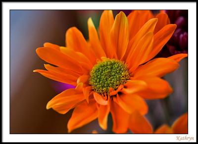 jan 31 orange flower