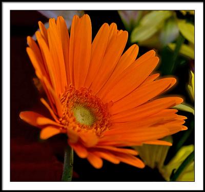 feb 8 orange flower