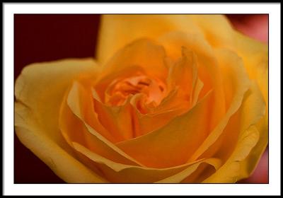 feb 8 yellow rose