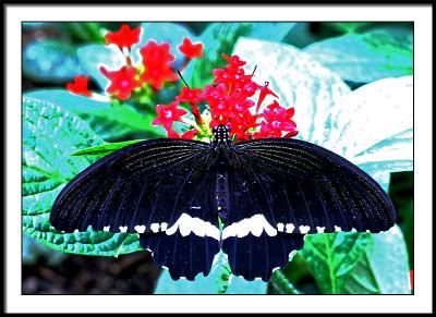 apr 4 butterfly