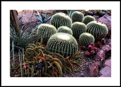 apr 4 cactus
