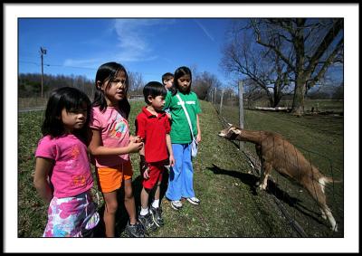 g3/25/544525/3/58425692.apr9goatsdowntheroad.jpg