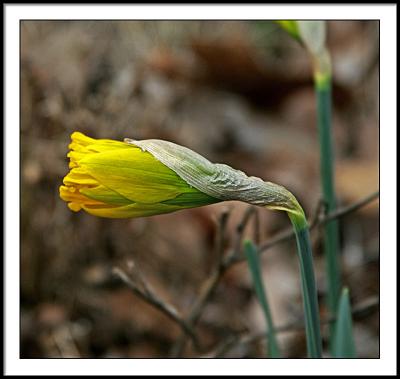 apr 11 daffodill
