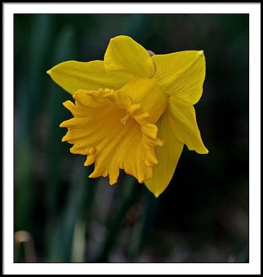 apr 12 daffodill