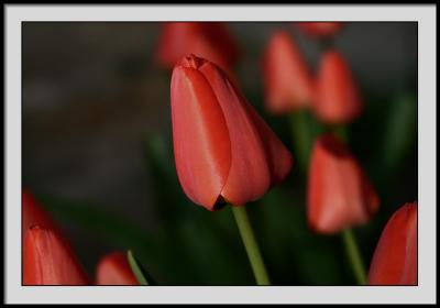apr 18 red tulip