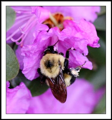 apr 20 bumblebee