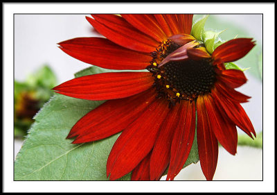 sep 18 red sunflower