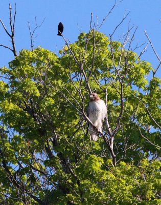 Red-tailed Hawk (5)